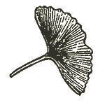 Das Ginkgoblatt