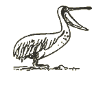 Pelikan
